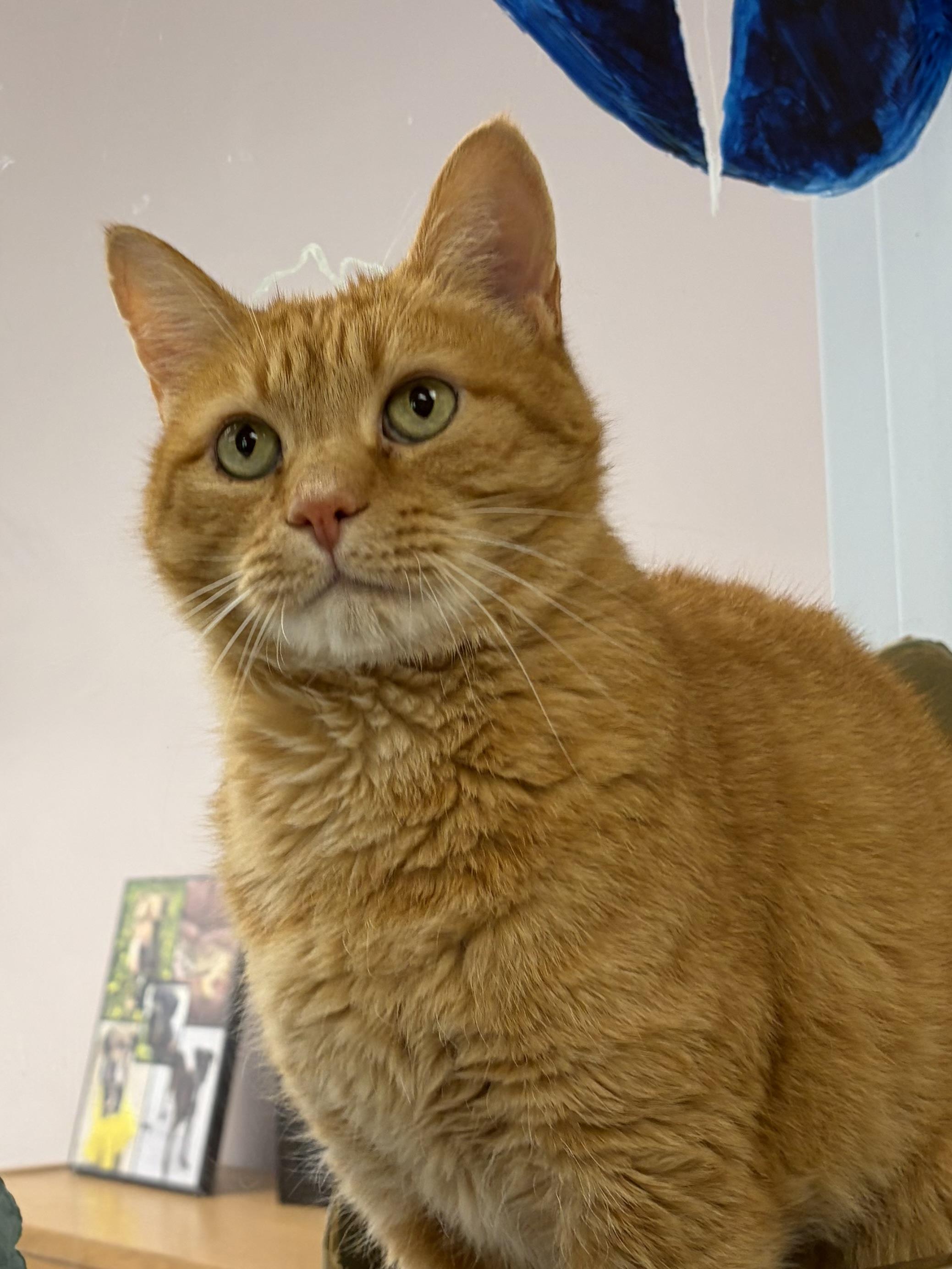Enlarge Dwight, an adoptable Domestic Short Hair in Bloomfield, CT image 2/3