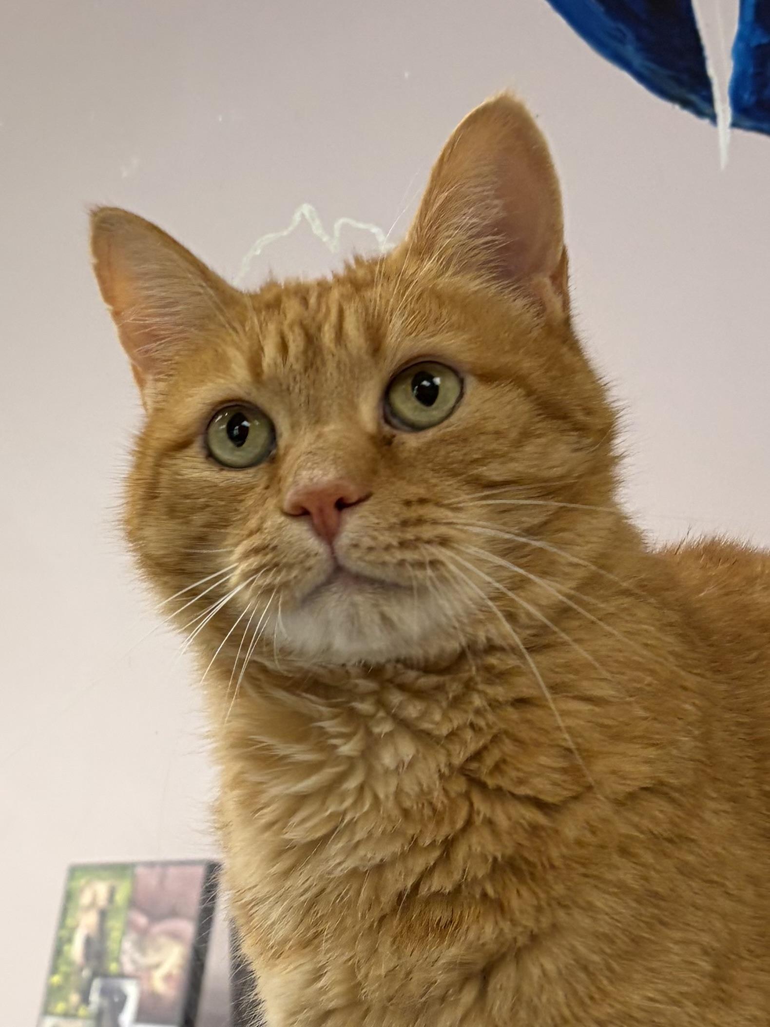 Enlarge Dwight, an adoptable Domestic Short Hair in Bloomfield, CT image 1/3