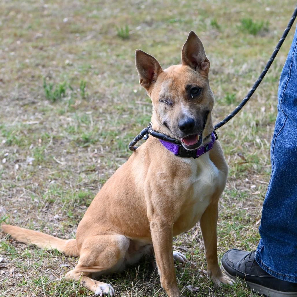 Rica, Adoptable, Senior Female Shepherd.