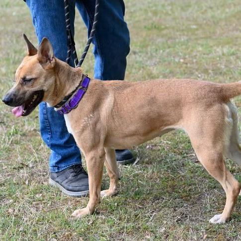 Enlarge Rica, a Adoptable Shepherd in Richmond, VA image 3/5