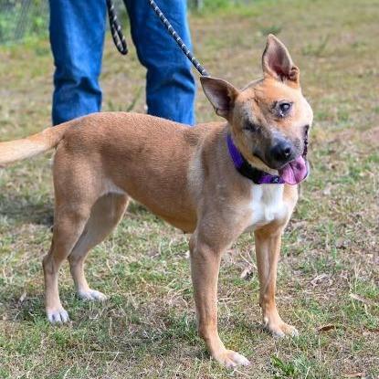 Enlarge Rica, a Adoptable Shepherd in Richmond, VA image 4/5