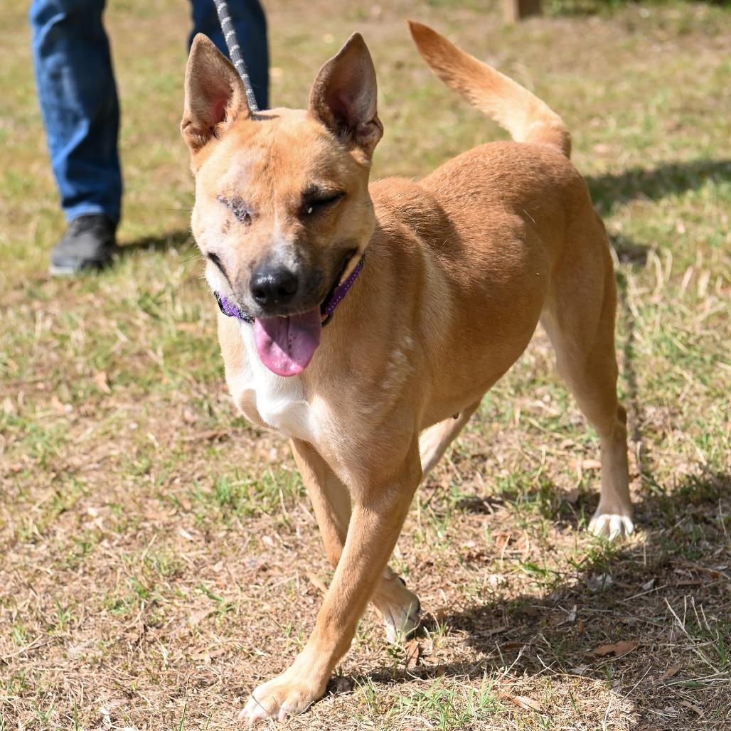 Enlarge Rica, a Adoptable Shepherd in Richmond, VA image 5/5