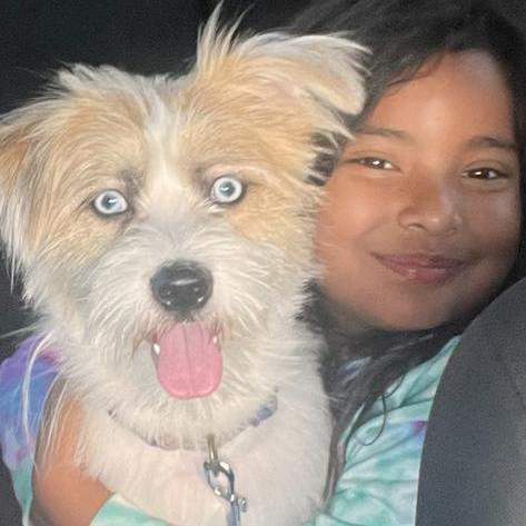 Mo, a Adopted mixed breed in Fort Lauderdale, FL image 1/4