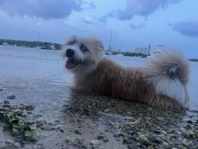 Mo, a Adopted mixed breed in Fort Lauderdale, FL image 2/4