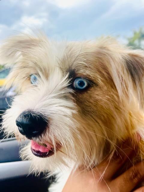 Mo, a Adopted mixed breed in Fort Lauderdale, FL image 3/4