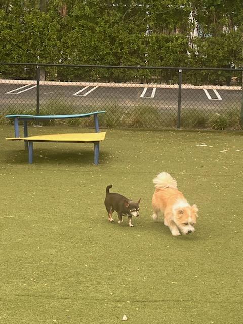 Mo, a Adopted mixed breed in Fort Lauderdale, FL image 4/4