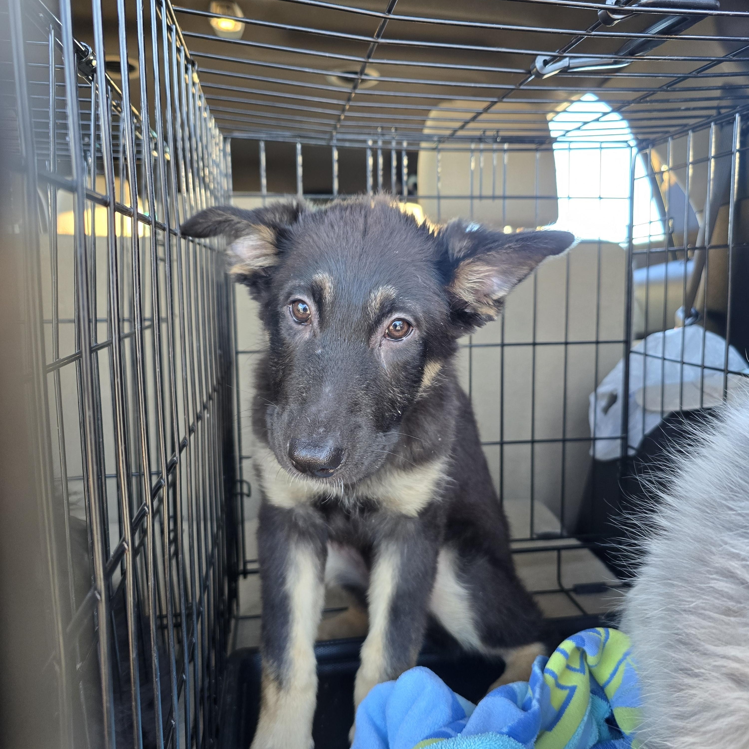 Enlarge Stella (Waco), a Adoptable mixed breed in Waco, TX image 2/2