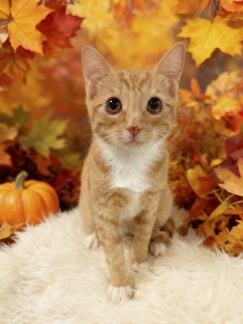 Enlarge Enid, a Adoptable Domestic Short Hair in Tehachapi, CA image 1/1