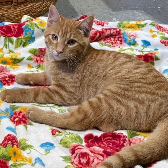 FRITO, ADOPTABLE, Young Male Domestic Short Hair.