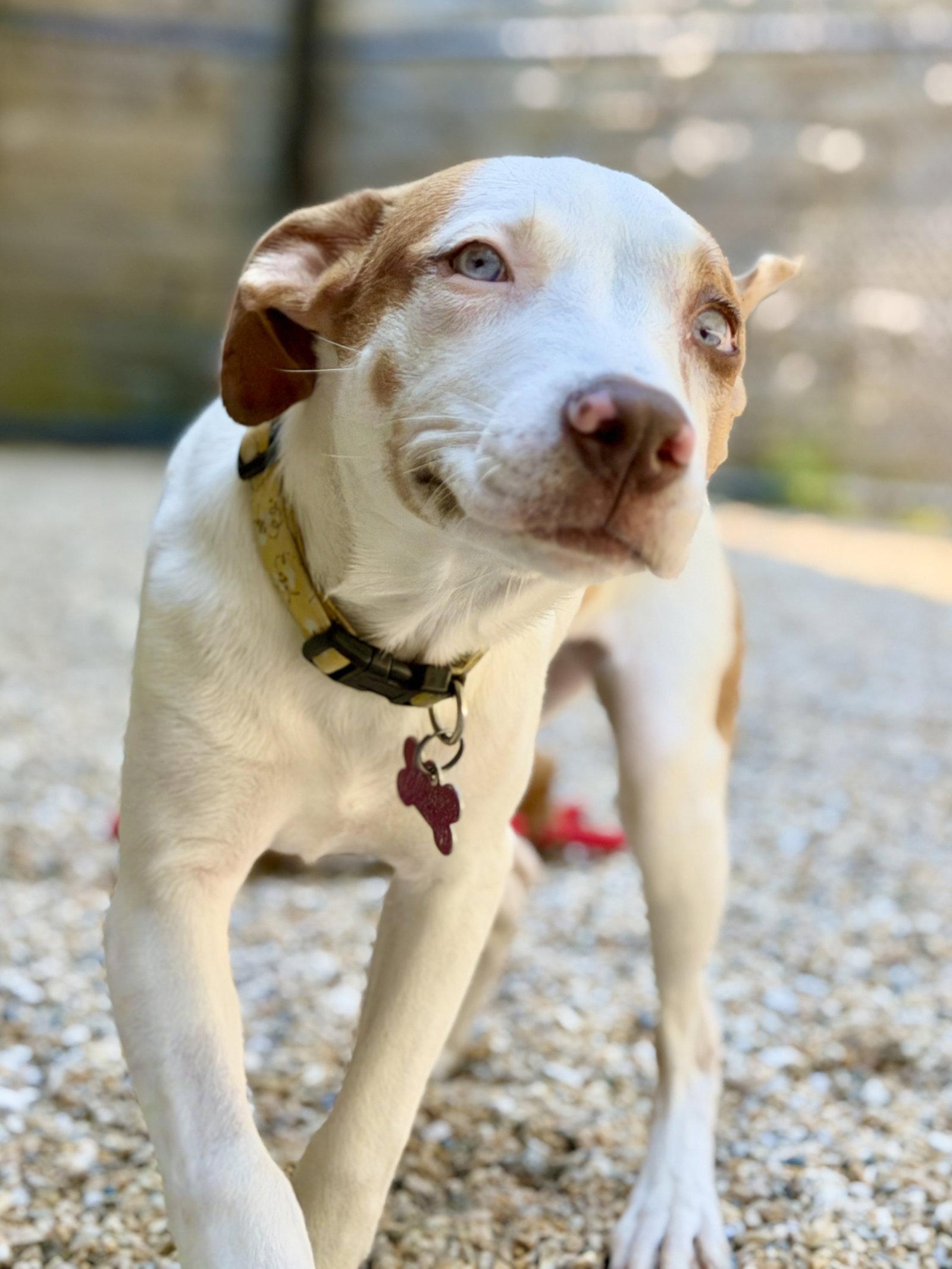 Tootsie, Adoptable, Young Female Catahoula Leopard Dog.