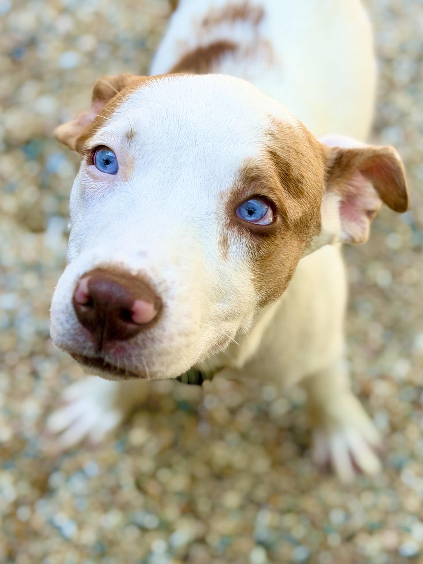 Tootsie, a Adoptable Catahoula Leopard Dog in West Cornwall, CT image 2/3