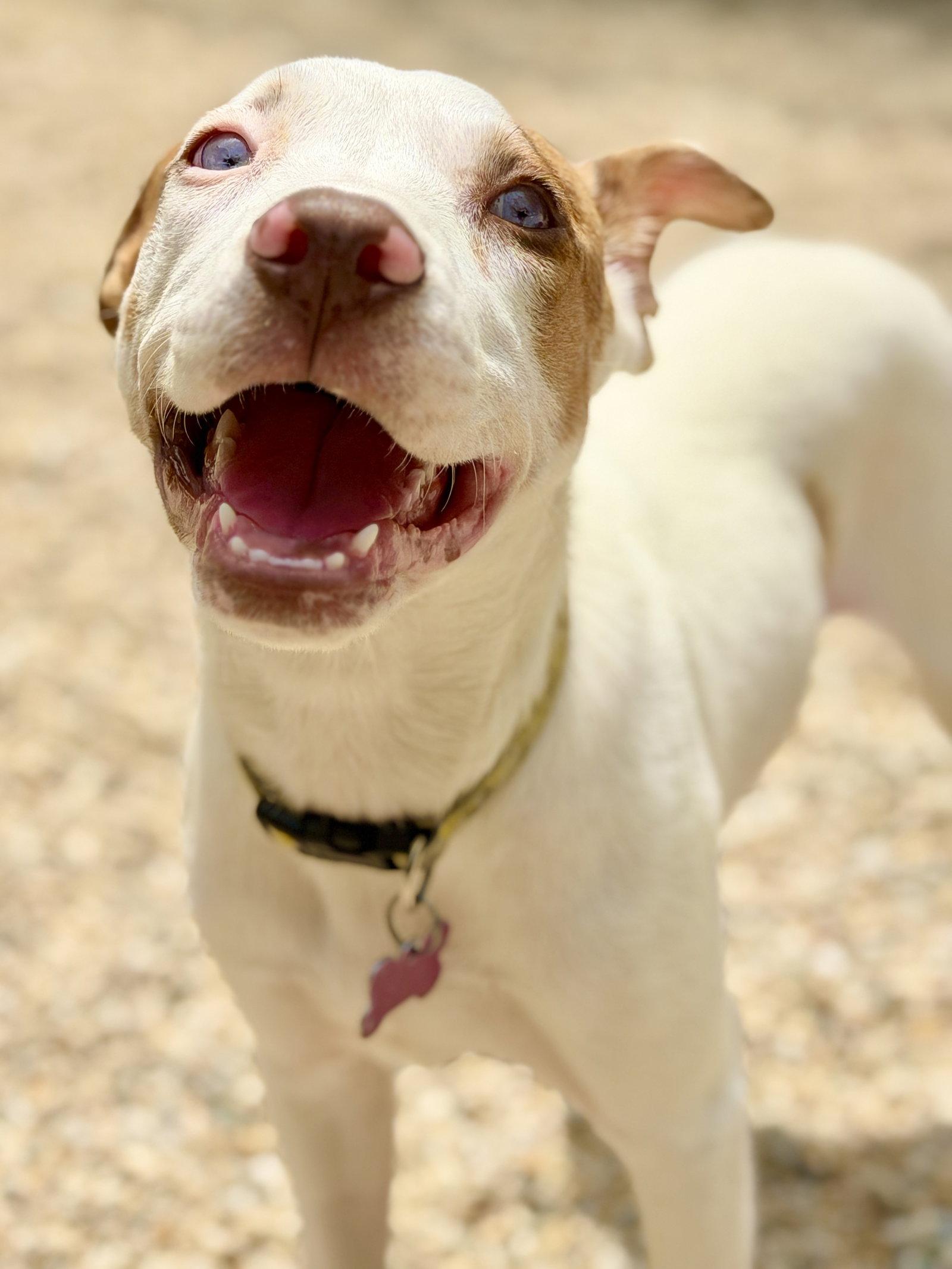 Tootsie, a Adoptable Catahoula Leopard Dog in West Cornwall, CT image 3/3
