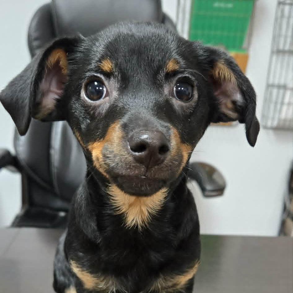 Enlarge T-Pups, a Adoptable mixed breed in Eugene, OR image 3/3