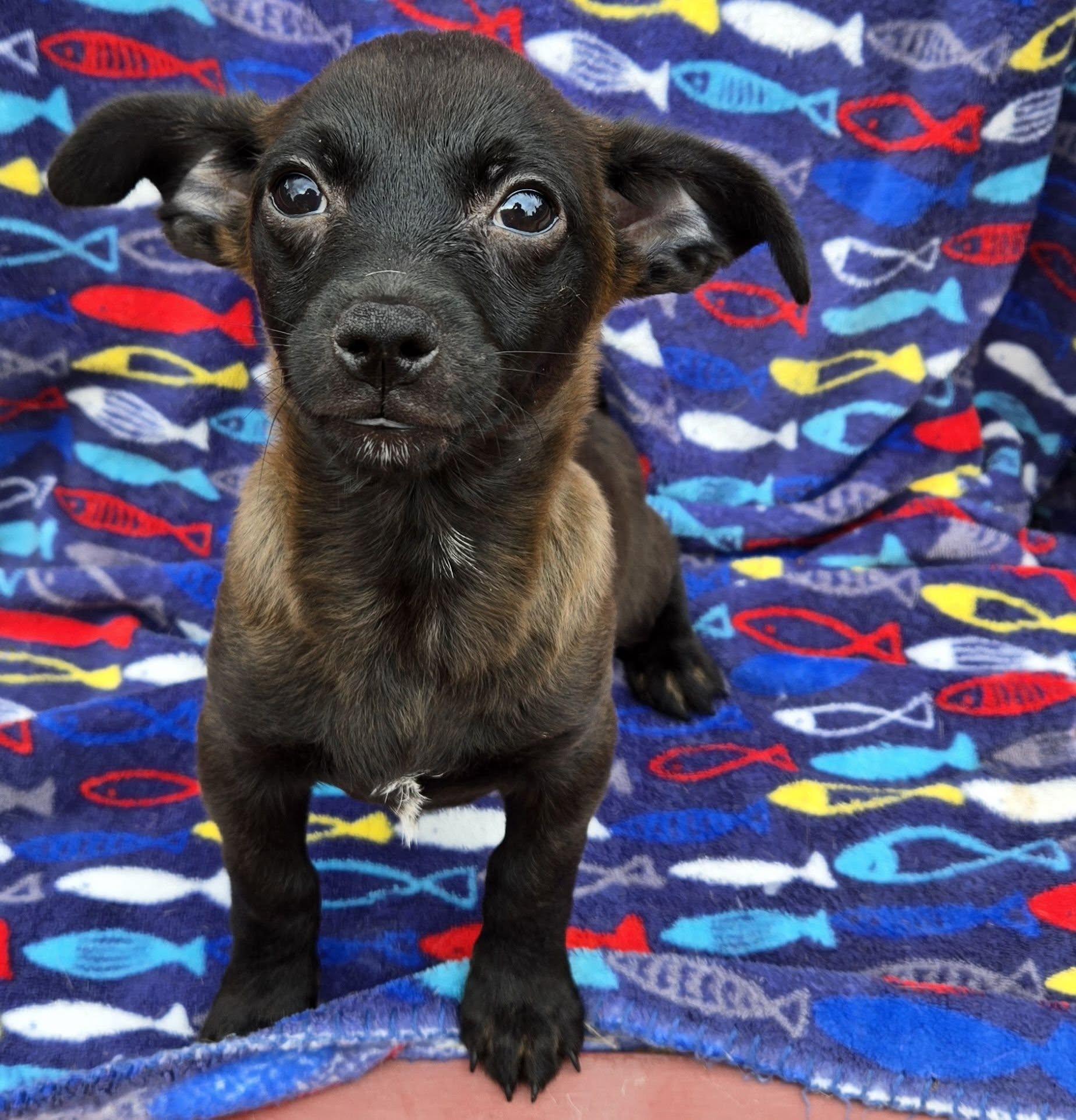 Enlarge T-Pups, a Adoptable mixed breed in Eugene, OR image 2/3