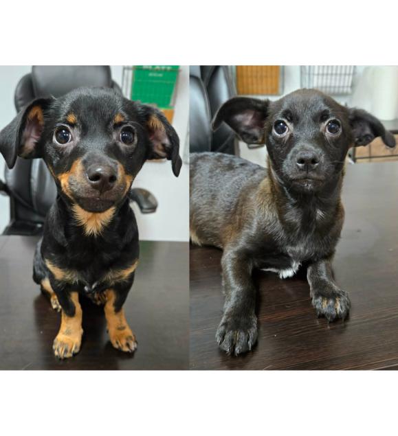 Enlarge T-Pups, a Adoptable mixed breed in Eugene, OR image 1/3