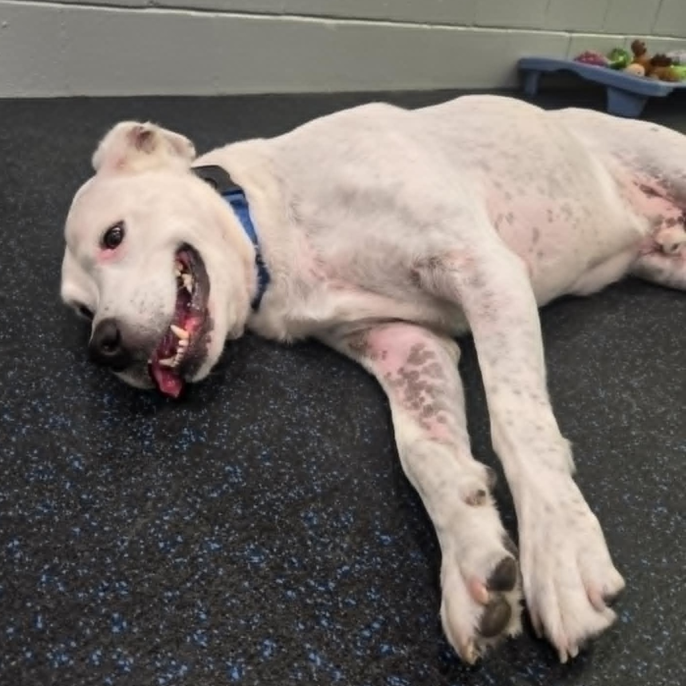 Rowdy, a Adoptable mixed breed in Watertown, WI image 5/6