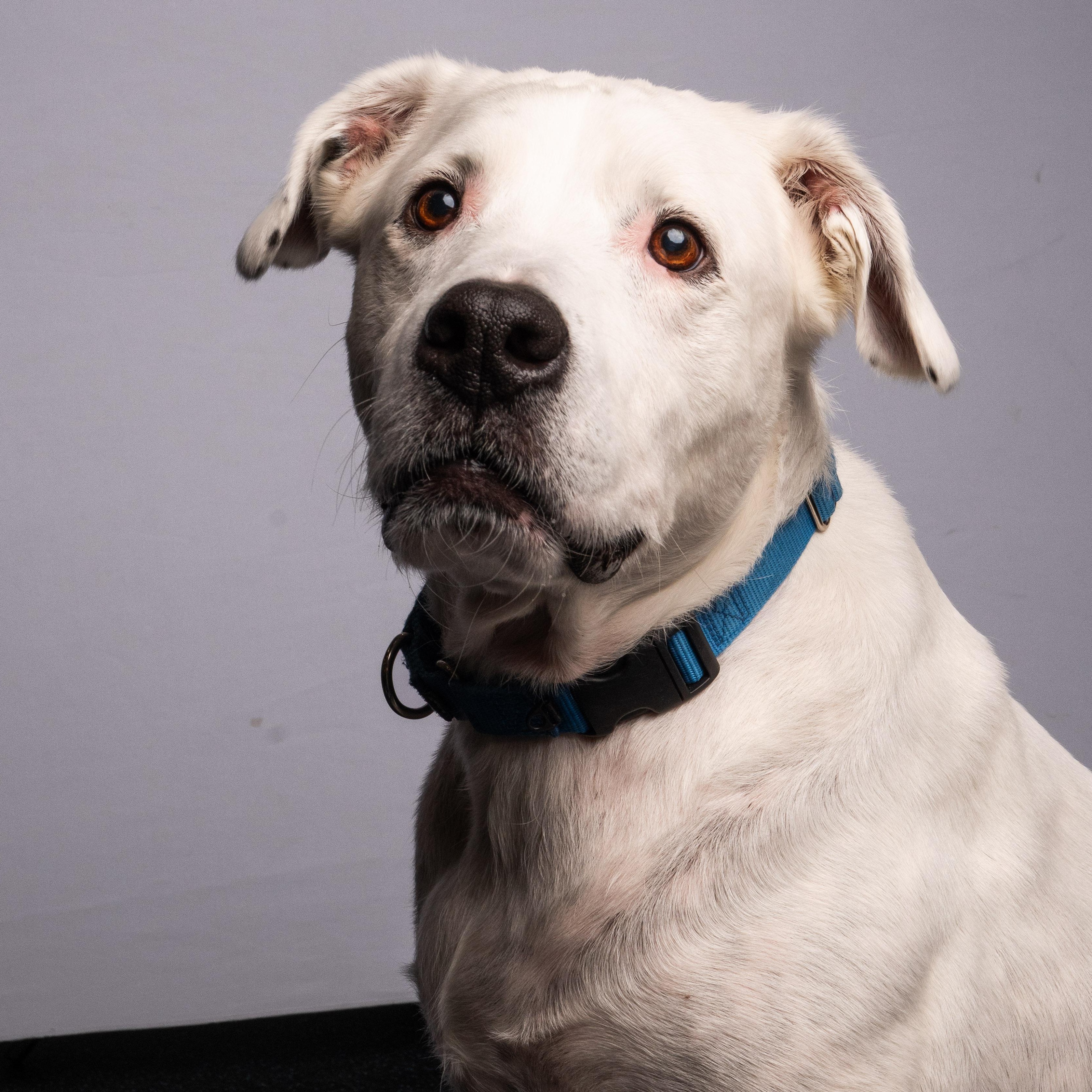 Rowdy, Adoptable, Senior Male American Bulldog & Labrador Retriever.