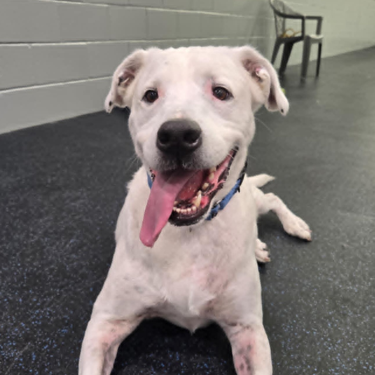 Rowdy, Adoptable, Senior Male American Bulldog & Labrador Retriever.