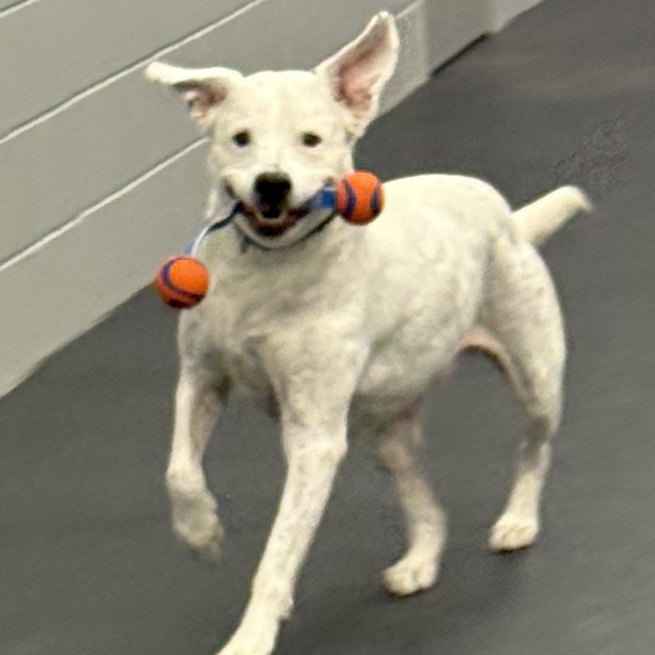 Enlarge Rowdy, an adopted mixed breed in Watertown, WI image 2/6