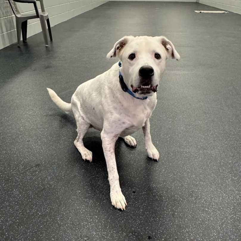 Rowdy, a Adoptable mixed breed in Watertown, WI image 6/6