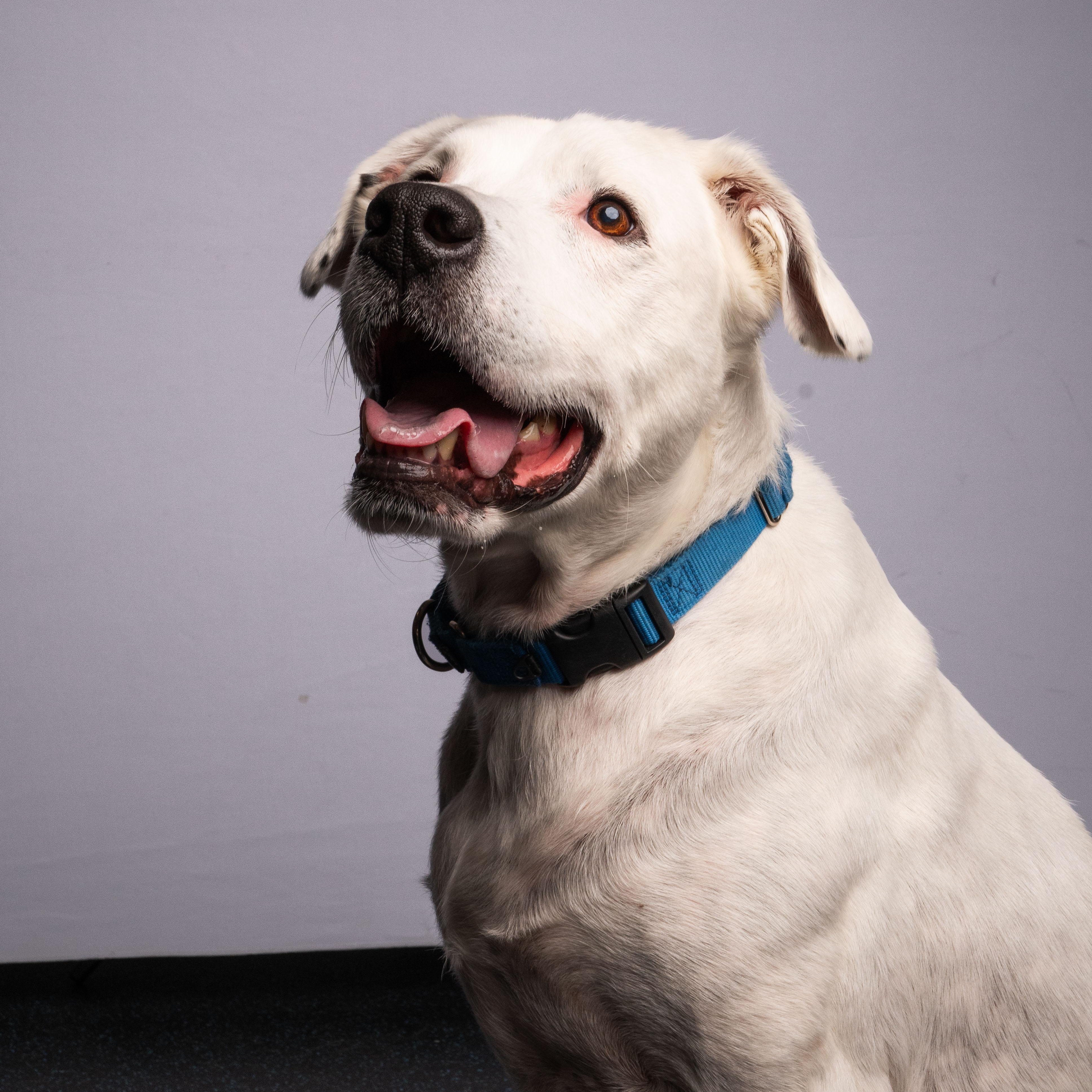 Rowdy, a Adoptable mixed breed in Watertown, WI image 2/6