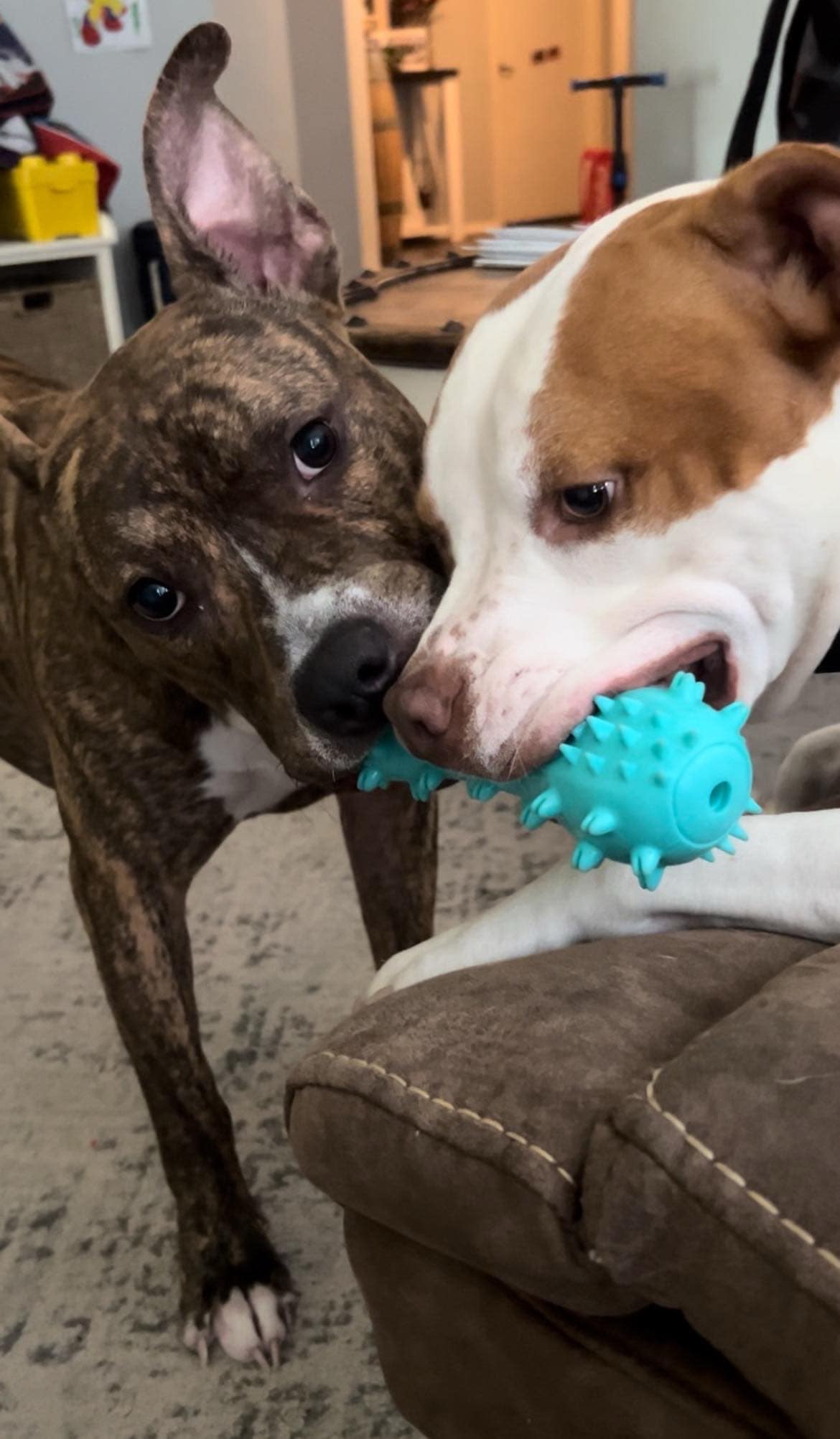 Tyson (courtesy post)