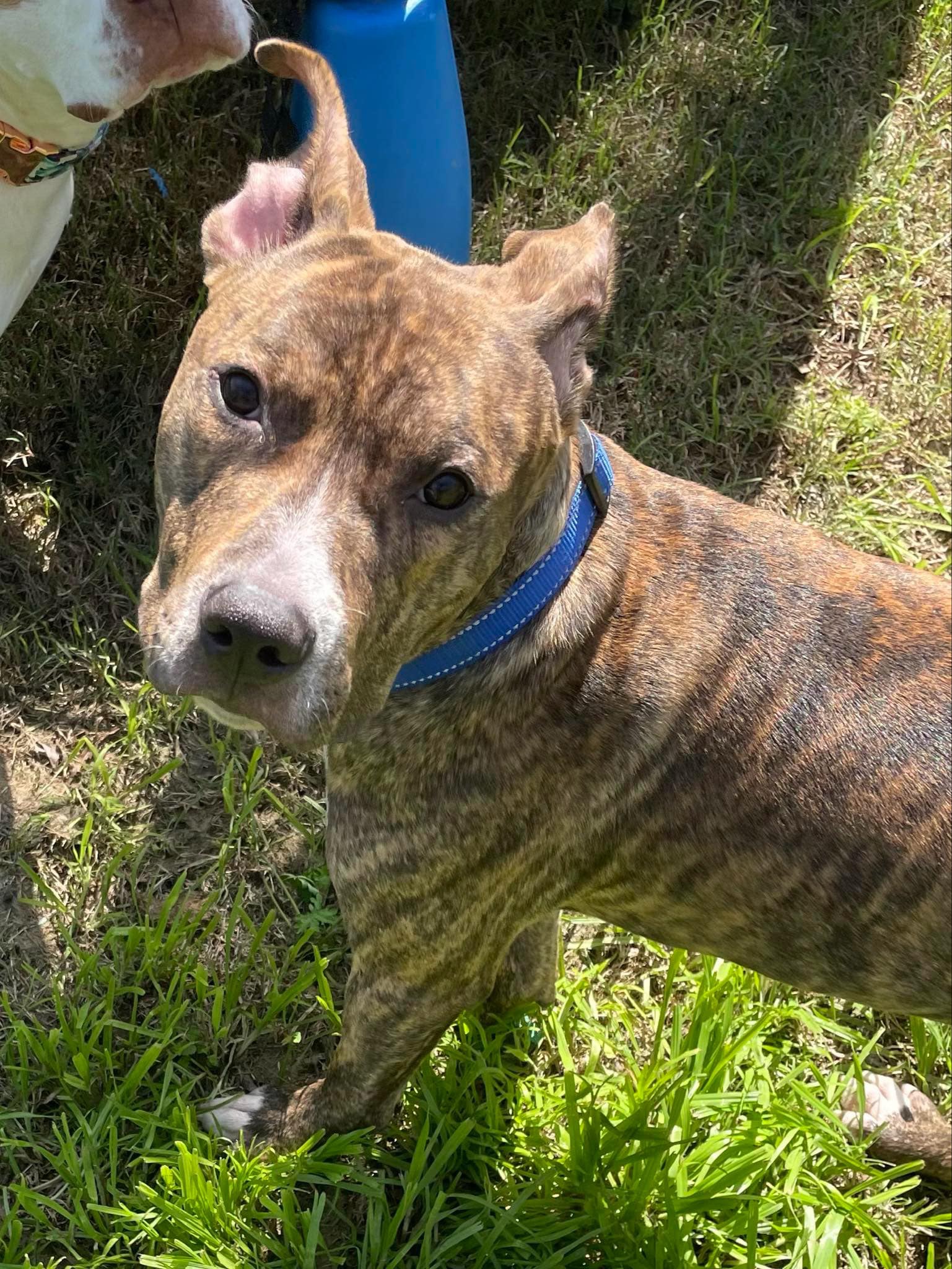 Tyson (courtesy post)