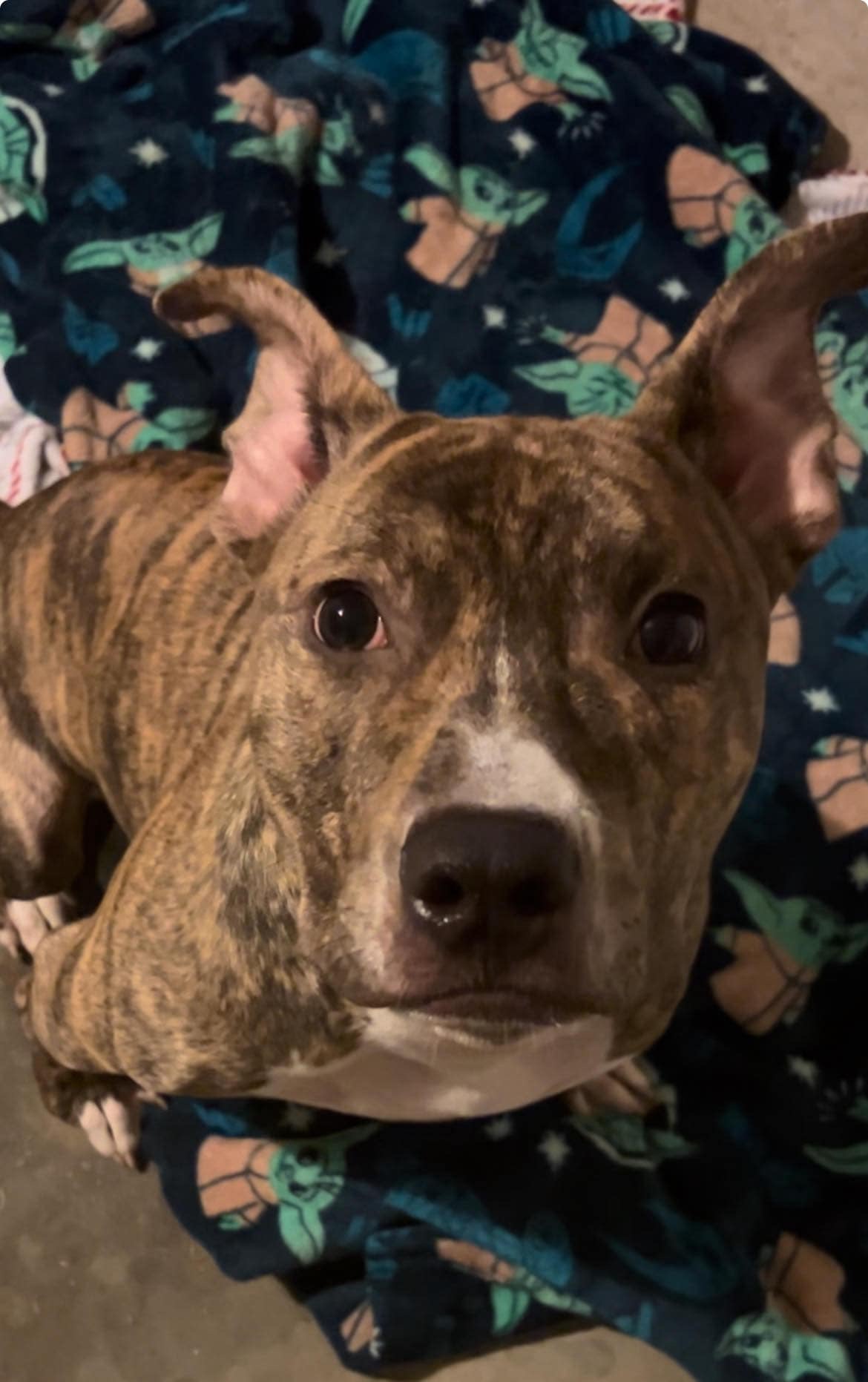 Tyson (courtesy post), Young Male American Staffordshire Terrier