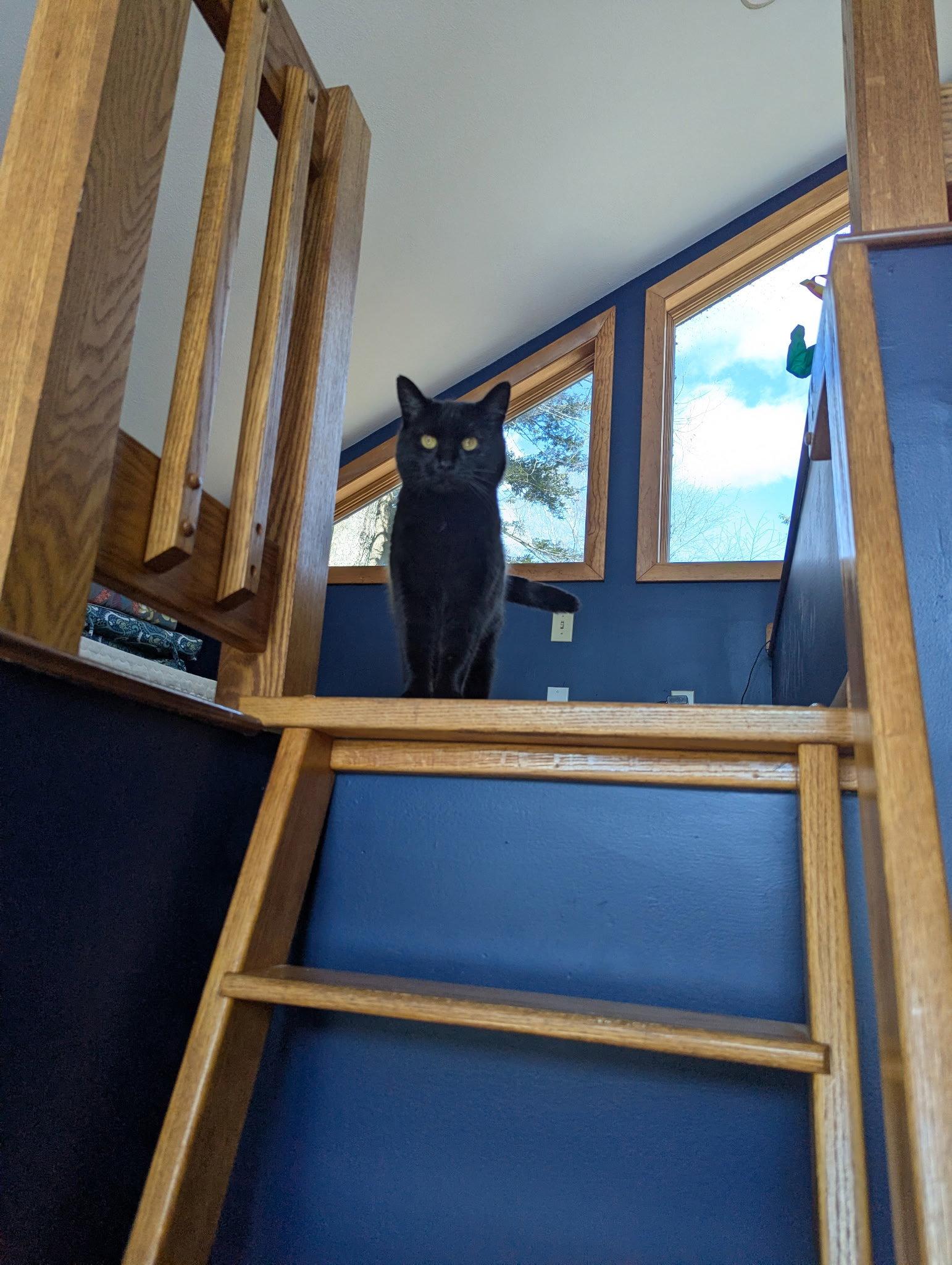 Coraline, Adopted, Adult Female Domestic Short Hair.