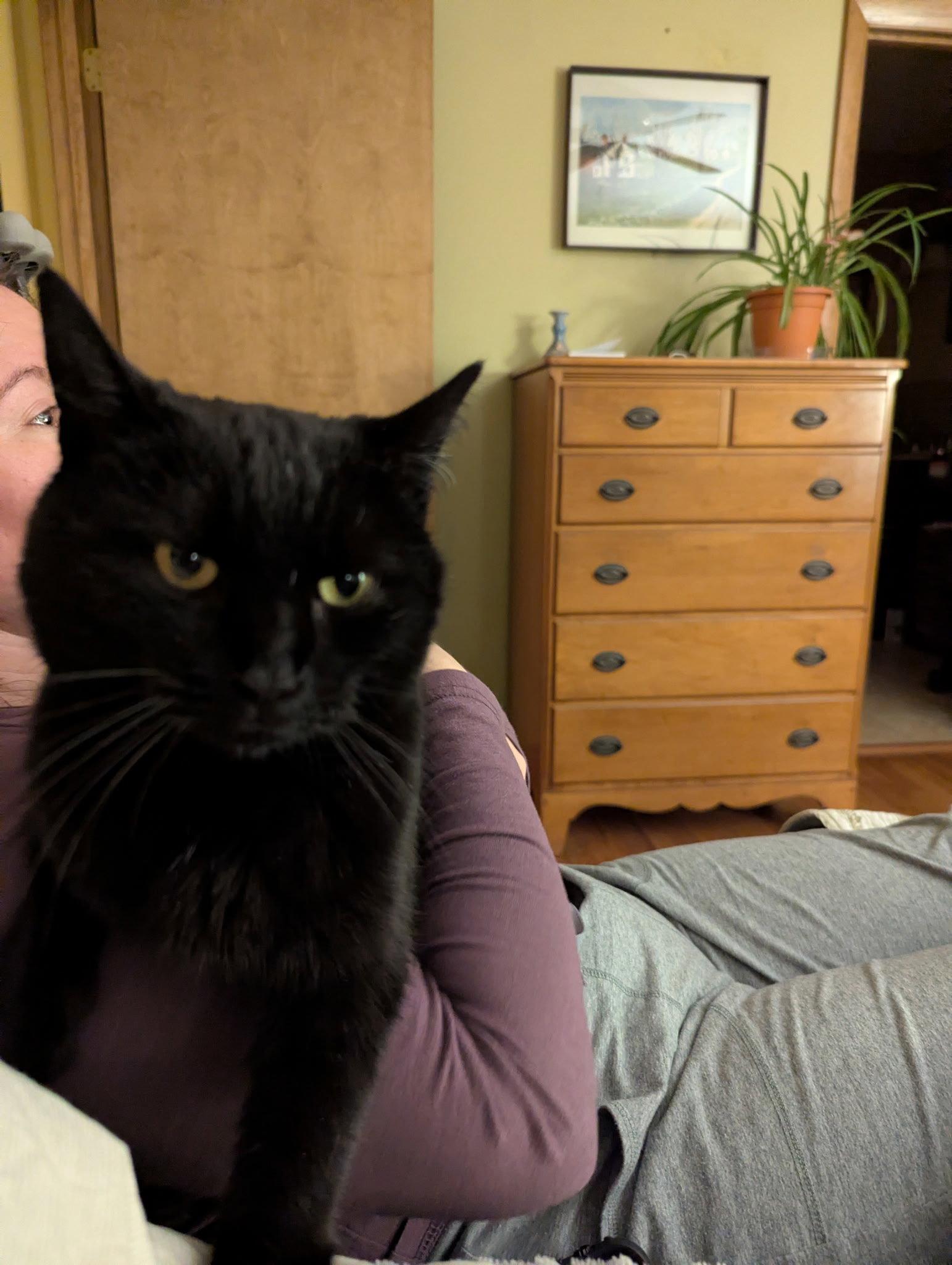 Enlarge Coraline, a Adopted Domestic Short Hair in East Derry, NH image 2/3