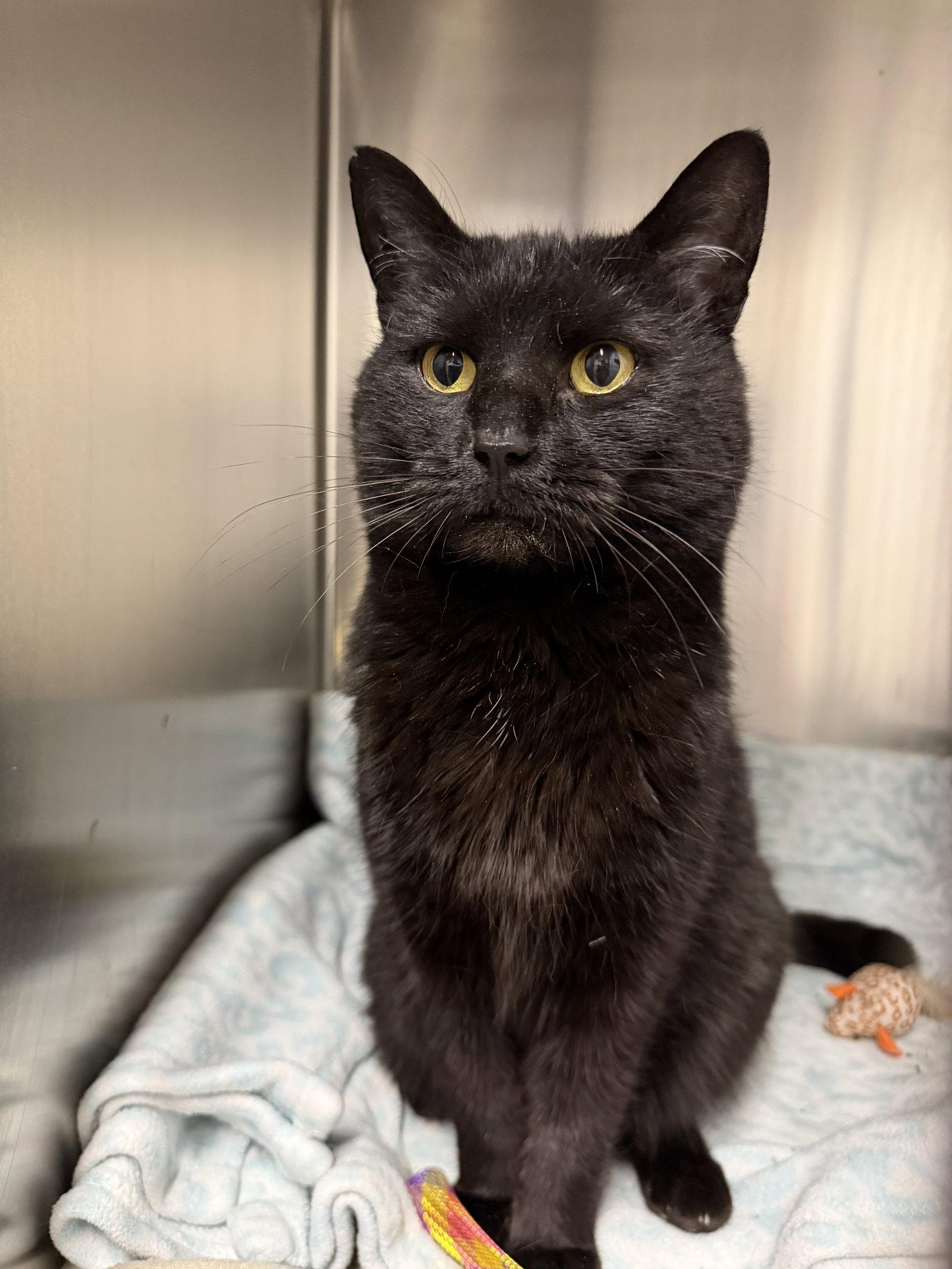 Enlarge Coraline, a Adopted Domestic Short Hair in East Derry, NH image 3/3