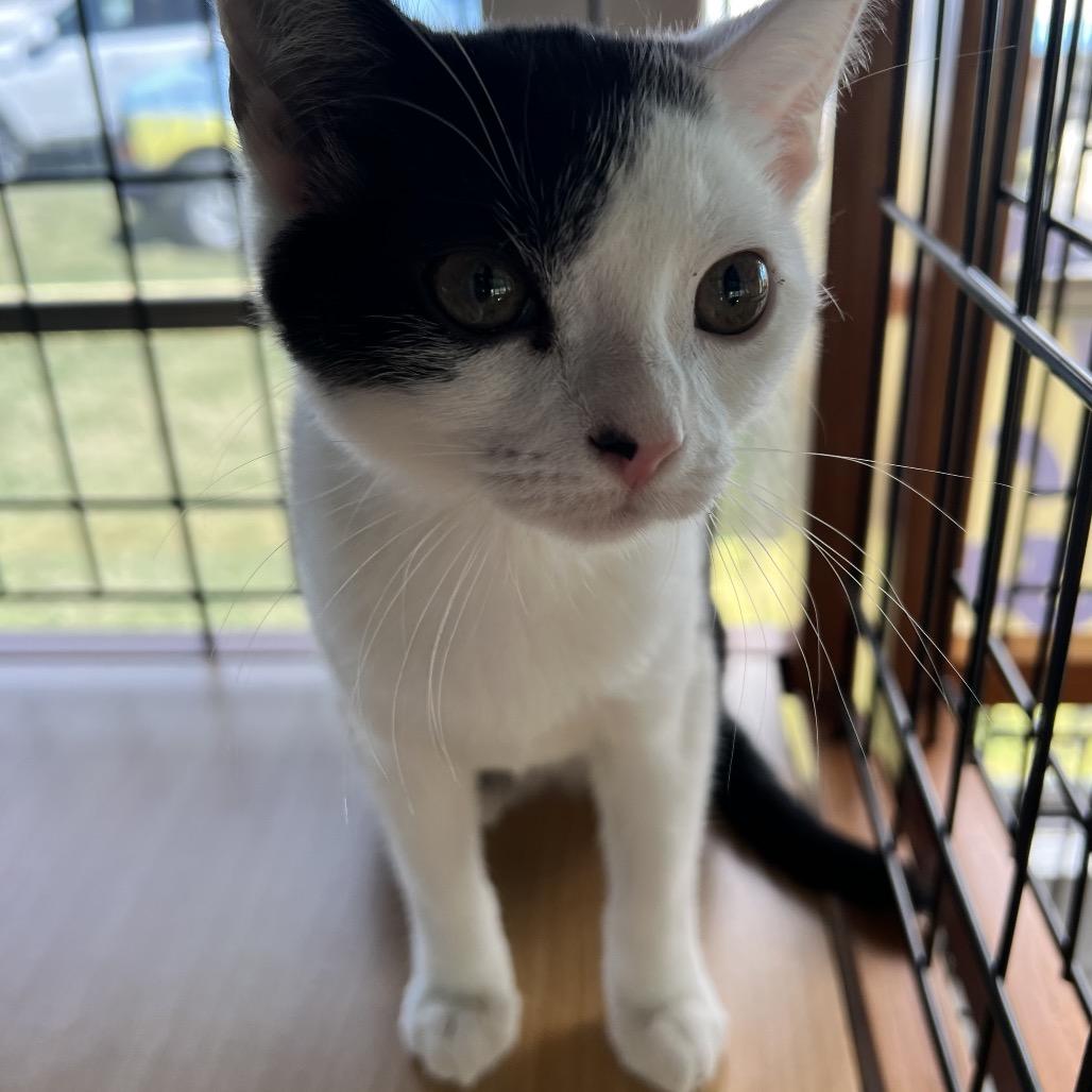Enlarge Annabelle, a Adoptable Domestic Short Hair in Cartersville, GA image 1/6