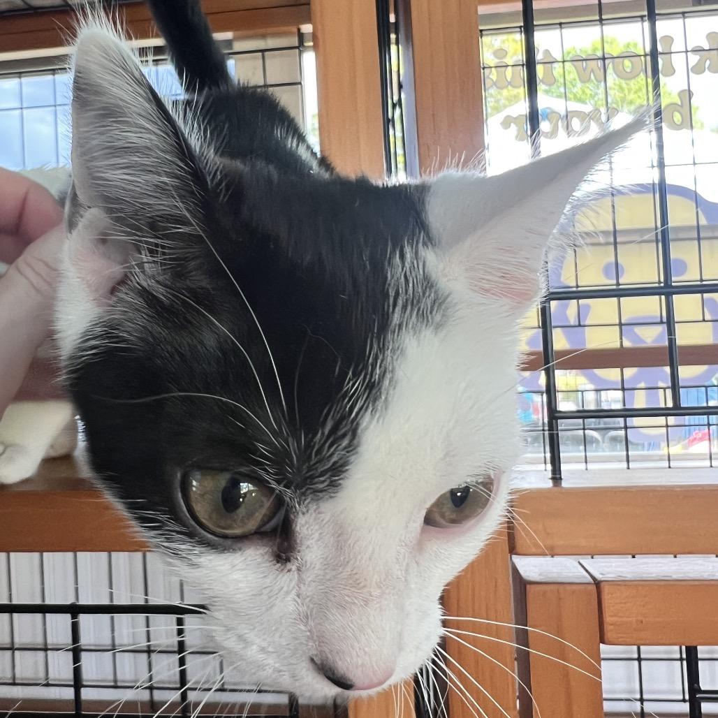 Enlarge Annabelle, a Adoptable Domestic Short Hair in Cartersville, GA image 2/6
