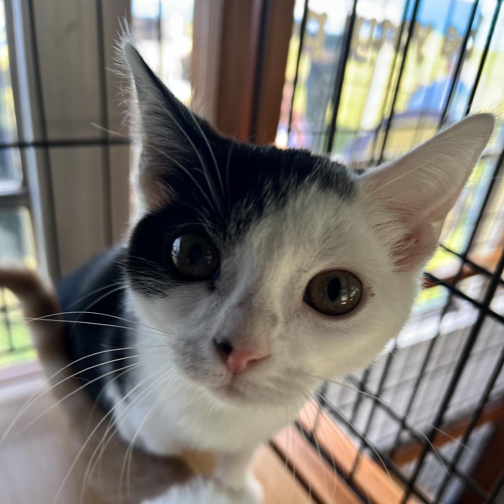Enlarge Annabelle, a Adoptable Domestic Short Hair in Cartersville, GA image 3/6