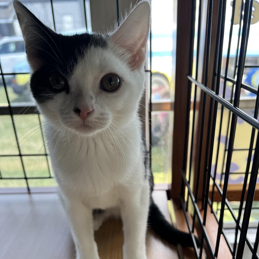 Enlarge Annabelle, a Adoptable Domestic Short Hair in Cartersville, GA image 4/6