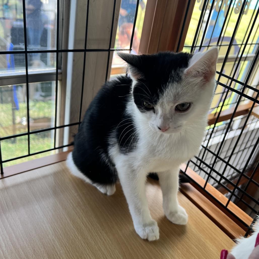 Enlarge Annabelle, a Adoptable Domestic Short Hair in Cartersville, GA image 5/6