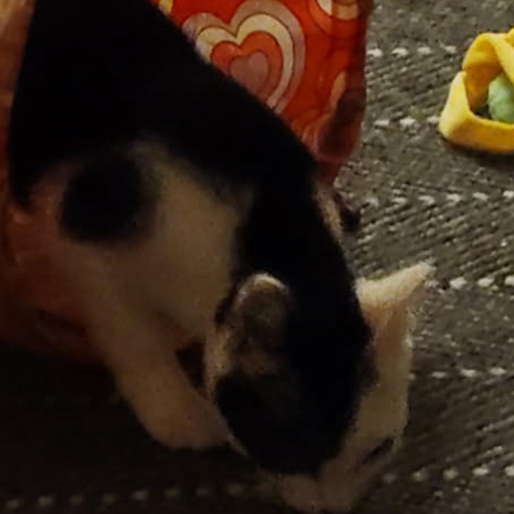 Annabelle, Adoptable, Kitten Female Domestic Short Hair.