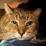 Porkchop, ADOPTABLE, Adult Male Domestic Short Hair.