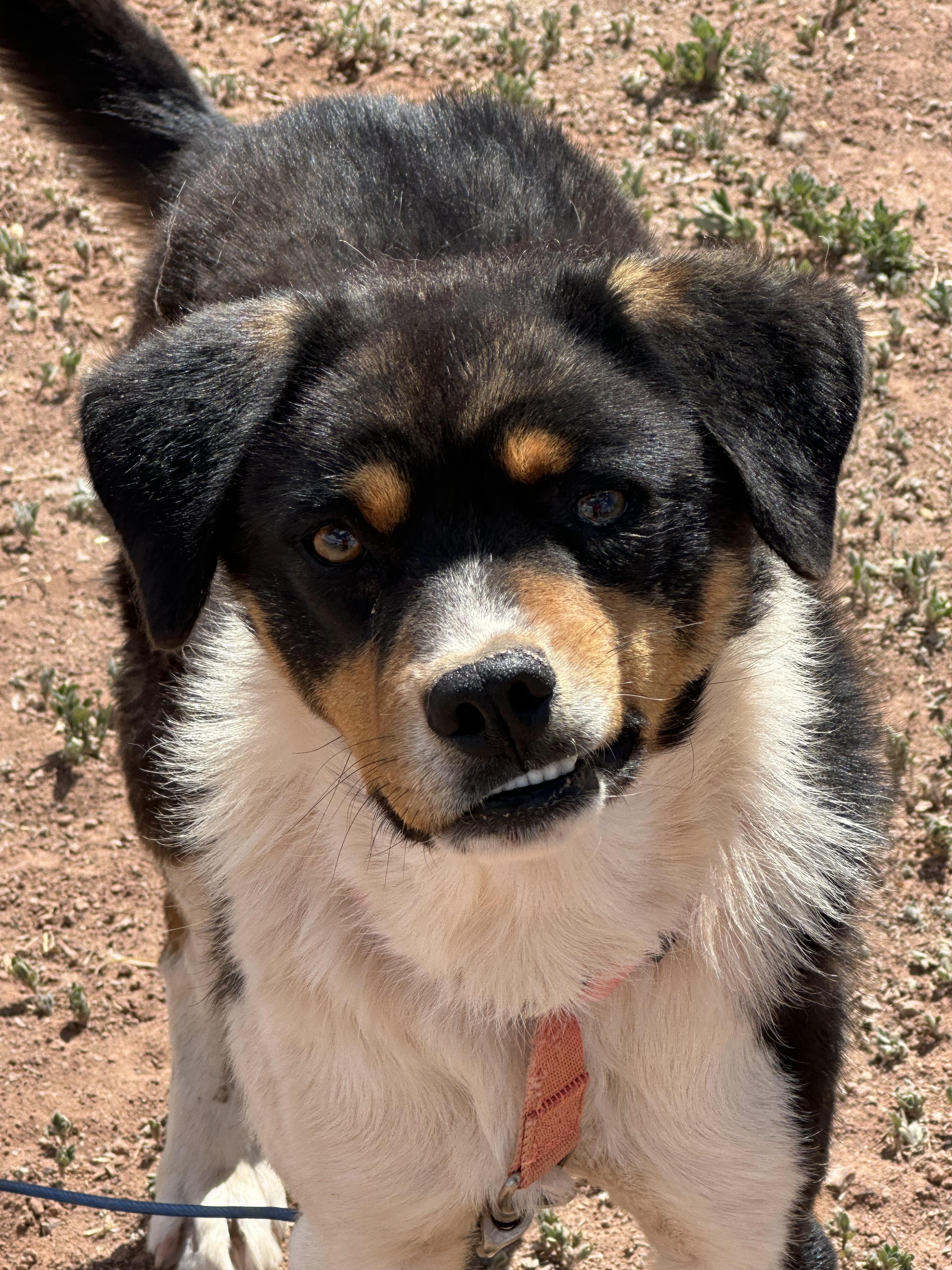 Nicolage, Adoptable, Adult Male Australian Shepherd.