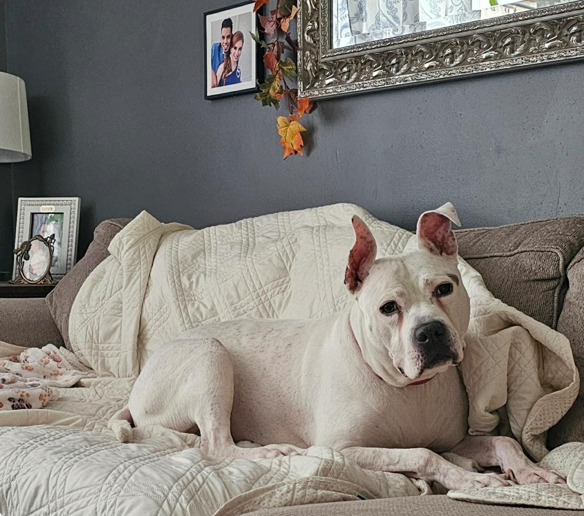 Molly, Adoptable, Adult Female Pit Bull Terrier.