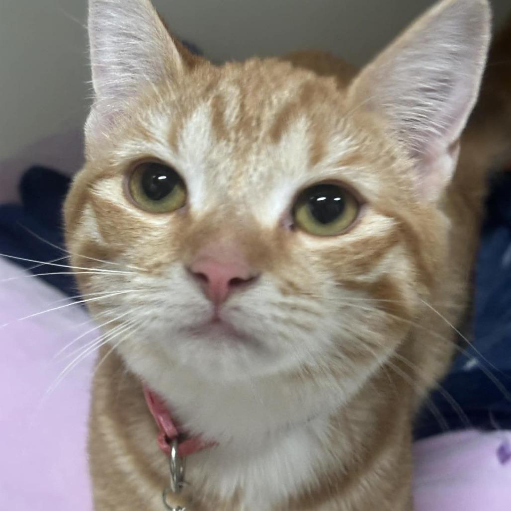Gouda 9C26, Adoptable, Young Female Domestic Short Hair & Domestic Short Hair.