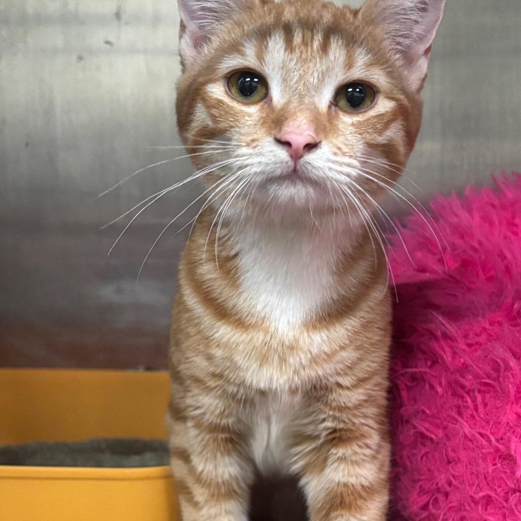 Gouda 9C26, a Adoptable mixed breed in Napoleon, OH image 2/6