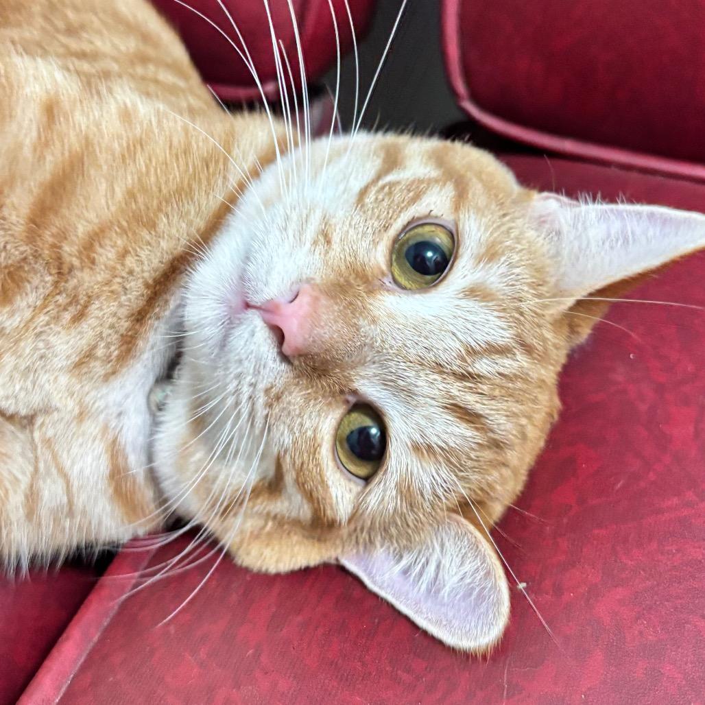 Gouda 9C26, a Adoptable mixed breed in Napoleon, OH image 3/6