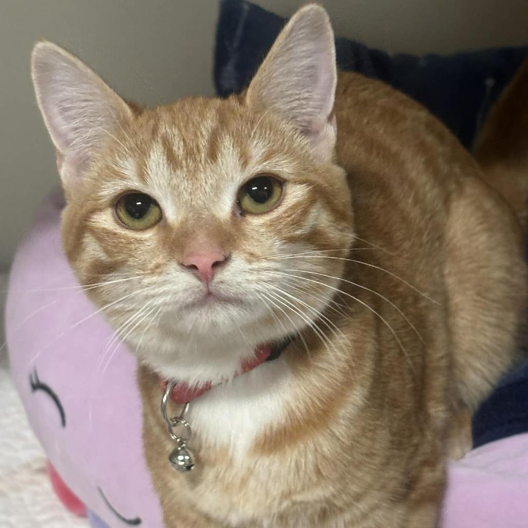 Gouda 9C26, a Adoptable mixed breed in Napoleon, OH image 4/6