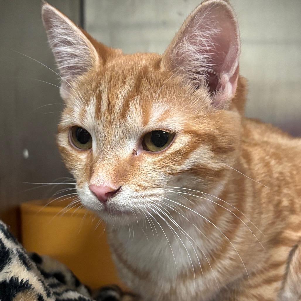 Gouda 9C26, a Adoptable mixed breed in Napoleon, OH image 5/6