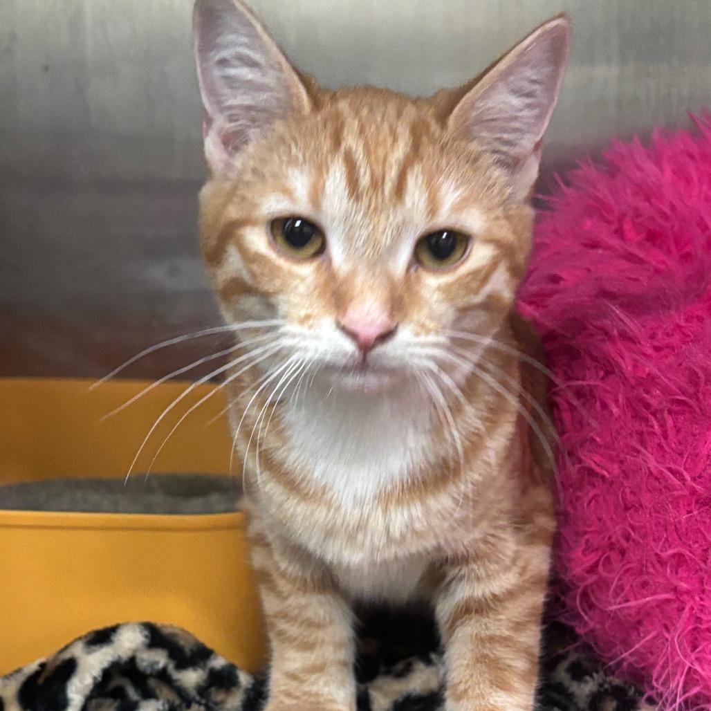 Gouda 9C26, a Adoptable mixed breed in Napoleon, OH image 6/6