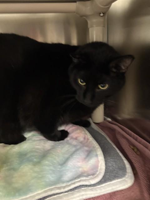 BLUE, Adoptable, Adult Male Domestic Short Hair.