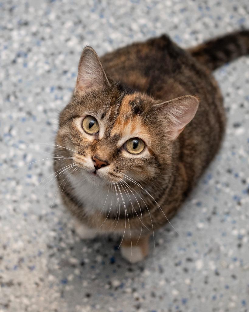 Enlarge Star, a Adopted mixed breed in Boone, IA image 1/1