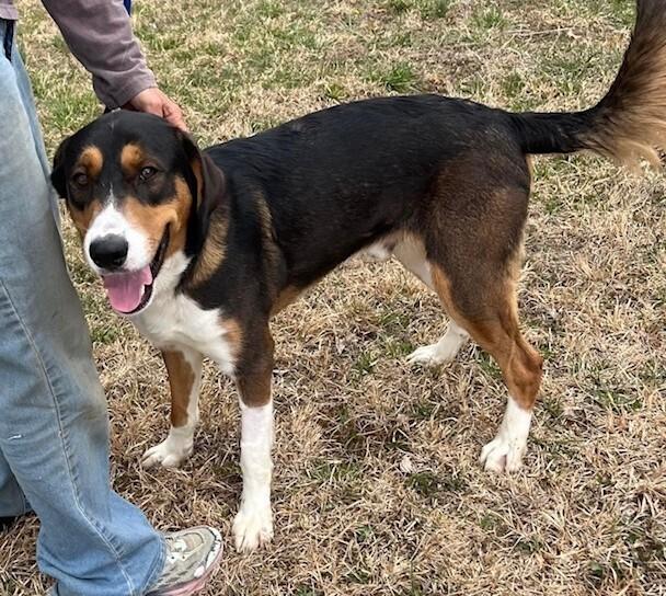 Enlarge Koda, a Adoptable mixed breed in Washington, DC image 1/6