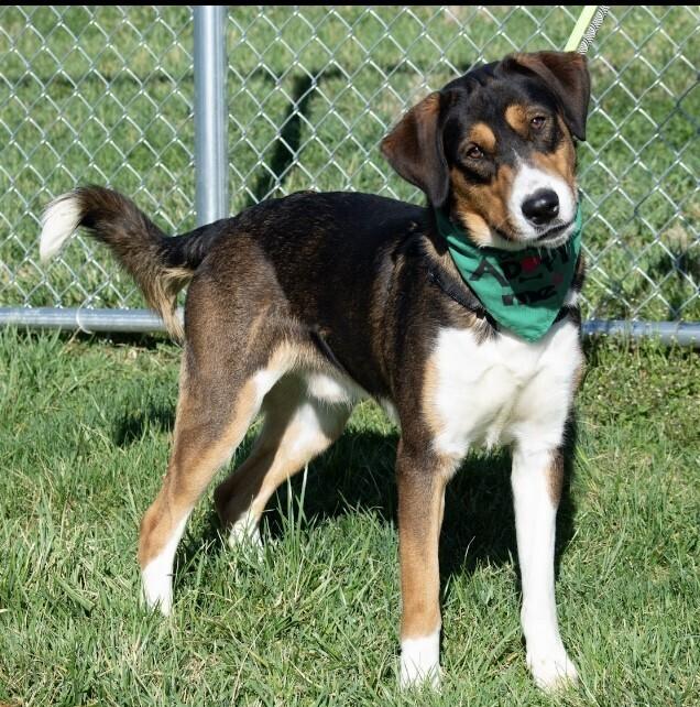 Enlarge Koda, a Adoptable mixed breed in Washington, DC image 2/6